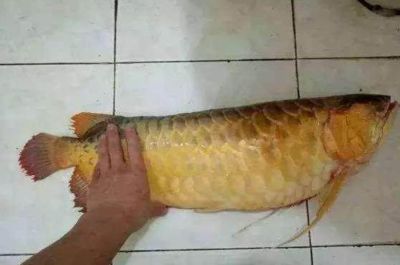 紅龍魚突然不吃食咋回事【如何判斷紅龍魚是否生病導(dǎo)致不吃食】 紅龍魚突然不吃食咋回事【如何判斷紅龍魚是否生病導(dǎo)致不吃食】 龍魚百科 第4張