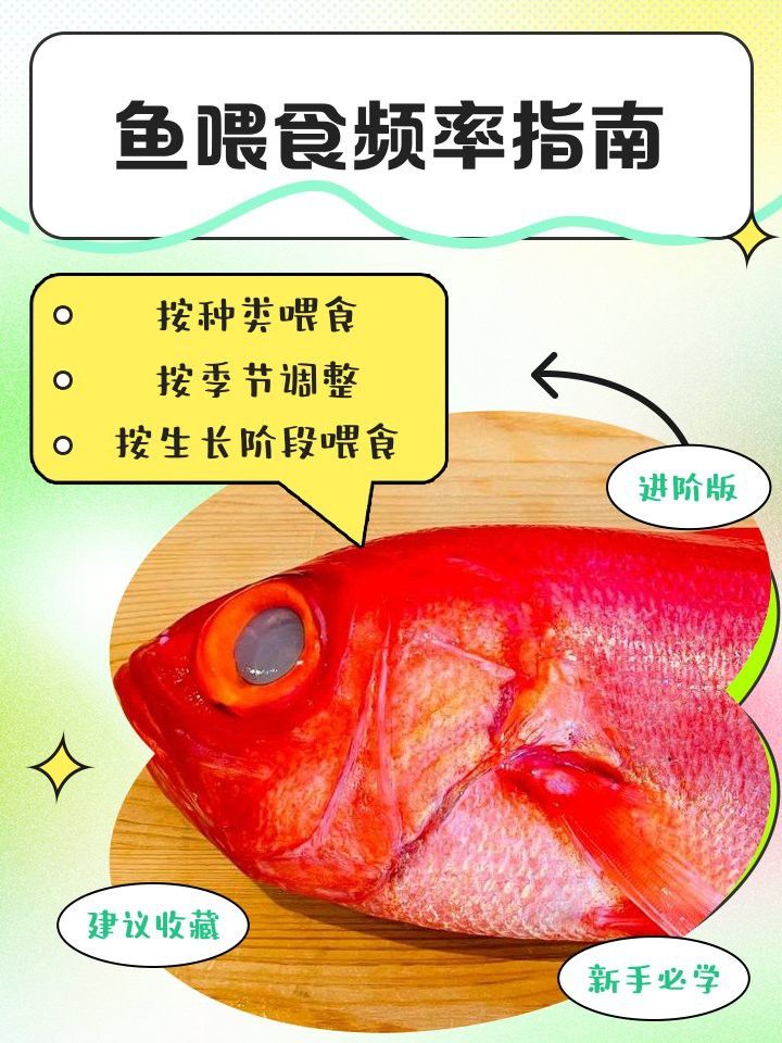 金龍魚一天喂多少合適？