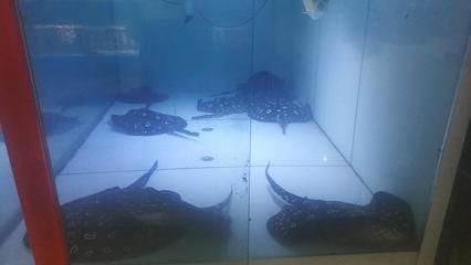 北京龍魚市場營業(yè)時(shí)間最新（北京龍魚市場周邊交通指南北京龍魚市場周邊交通指南）
