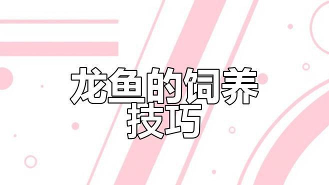 怎么讓銀龍魚魚鱗發(fā)亮