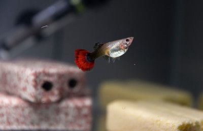 觀賞魚品種大揭秘：紅龍孔雀魚品種大揭秘除了紅龍孔雀魚還有哪些品種 觀賞魚品種大揭秘：紅龍孔雀魚品種大揭秘除了紅龍孔雀魚還有哪些品種 龍魚百科 第1張