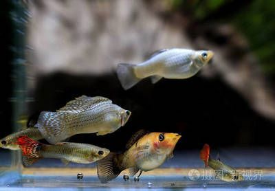 觀賞魚品種大揭秘：紅龍孔雀魚品種大揭秘除了紅龍孔雀魚還有哪些品種 觀賞魚品種大揭秘：紅龍孔雀魚品種大揭秘除了紅龍孔雀魚還有哪些品種 龍魚百科 第2張