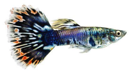 觀賞魚品種大揭秘：紅龍孔雀魚品種大揭秘除了紅龍孔雀魚還有哪些品種 觀賞魚品種大揭秘：紅龍孔雀魚品種大揭秘除了紅龍孔雀魚還有哪些品種 龍魚百科 第3張