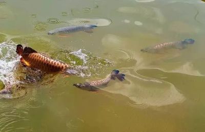 龍魚鋪底沙：關于龍魚是否應該鋪底沙，養龍魚可以放底沙嗎，目前的觀點并不統一