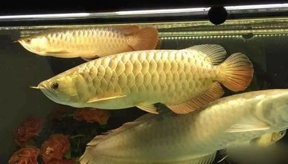 促進龍魚食欲：促進龍魚食欲的方法從以下幾個方面進行：水質是影響龍魚食欲的重要因素