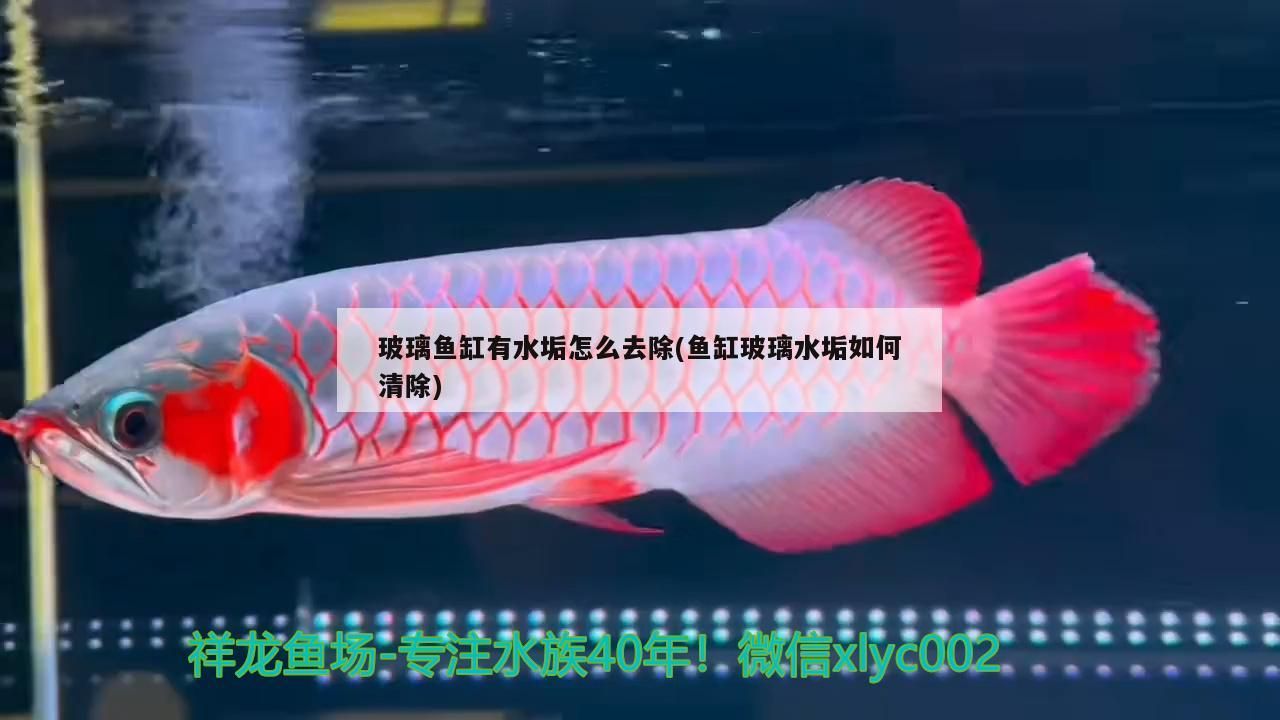 玻璃魚缸有水垢怎么去除(魚缸玻璃水垢如何清除)