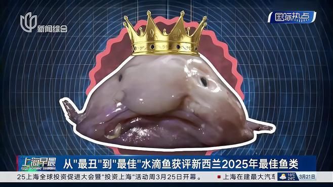 魚品牌創(chuàng)新產(chǎn)品 魚品牌創(chuàng)新產(chǎn)品 龍魚百科 第1張