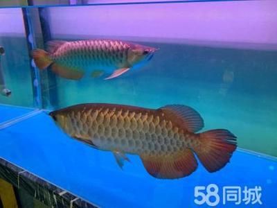 成年過(guò)背金龍魚(yú)多少公分（成年過(guò)背金龍魚(yú)的體型） 成年過(guò)背金龍魚(yú)多少公分（成年過(guò)背金龍魚(yú)的體型） 龍魚(yú)百科 第3張