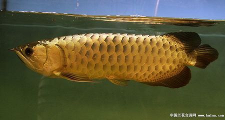 成年過(guò)背金龍魚(yú)多少公分（成年過(guò)背金龍魚(yú)的體型） 成年過(guò)背金龍魚(yú)多少公分（成年過(guò)背金龍魚(yú)的體型） 龍魚(yú)百科 第1張