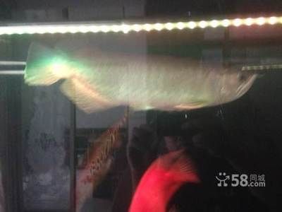 廣東揭陽龍魚批發市場在哪里呀多少錢：廣東揭陽龍魚批發市場 廣東揭陽龍魚批發市場在哪里呀多少錢：廣東揭陽龍魚批發市場 龍魚百科 第3張