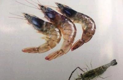 龍魚光吃蝦肉可以么：龍魚可以吃蝦肉嗎