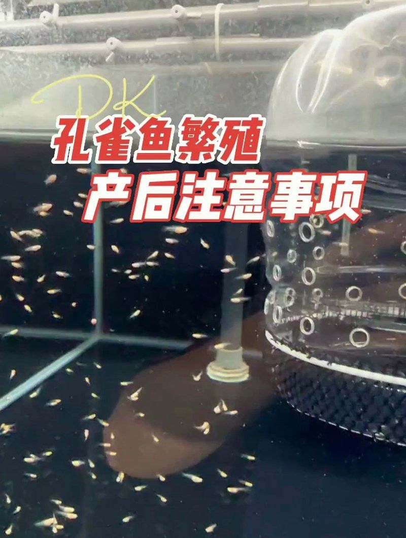 龍魚繁殖后需要多久恢復