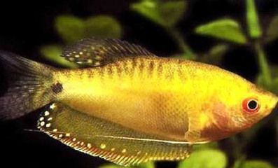 龍魚羅漢混養成功：龍魚和羅漢魚混養成功的關鍵點