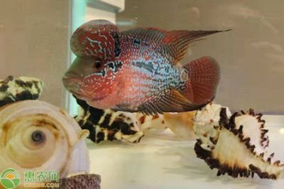 龍魚羅漢混養(yǎng)成功：龍魚和羅漢魚混養(yǎng)成功的關(guān)鍵點