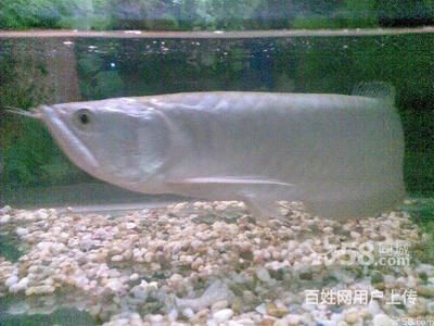 家養銀龍魚（銀龍魚的家庭養殖方法和注意事項和注意事項）