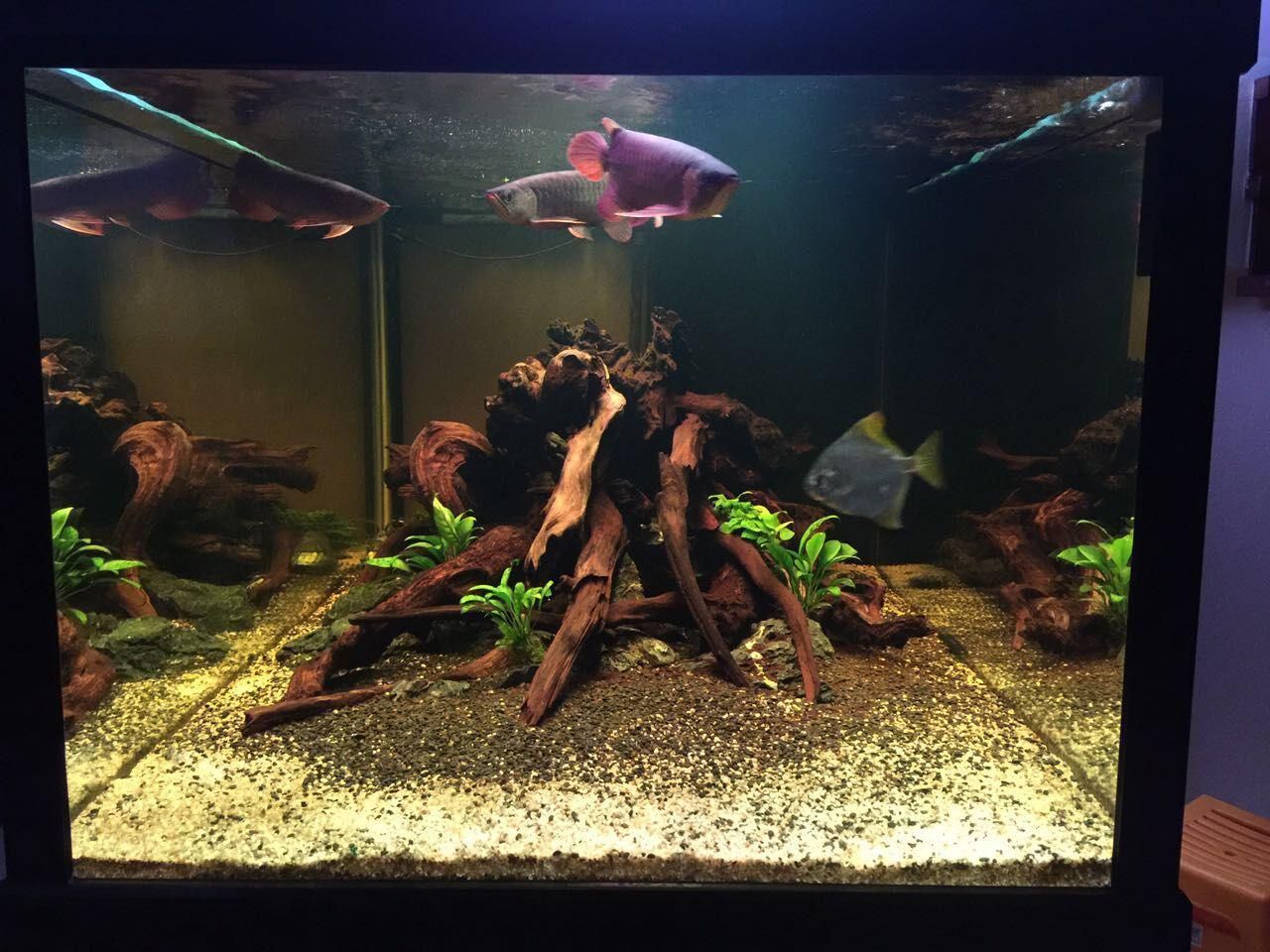 龍魚(yú)缸怎么造景：龍魚(yú)缸造景的基本步驟和注意事項(xiàng)和注意事項(xiàng)和注意事項(xiàng)