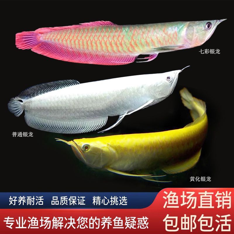 7彩銀龍魚（七彩銀龍魚怎么養及喂養技巧七彩銀龍魚養魚技巧）