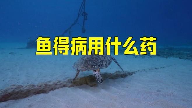 龍魚急救時，哪些藥物是必需的？