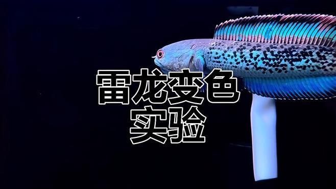 雷龍魚顏色突然變白 雷龍魚顏色突然變白 龍魚百科