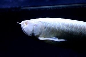 龍魚(yú)做手術(shù)后注意（龍魚(yú)手術(shù)后如何保持水質(zhì)清潔？）