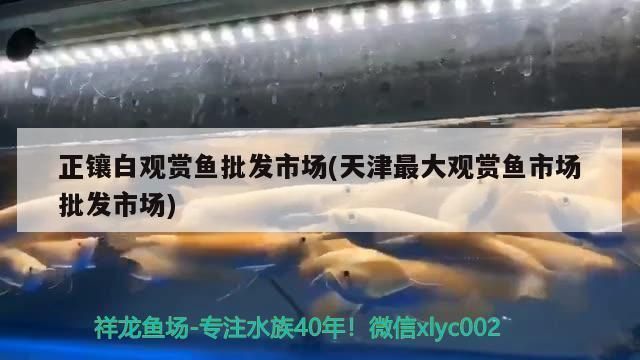 石家莊紅龍魚養殖基地地址電話（石家莊紅龍魚養殖基地） 石家莊紅龍魚養殖基地地址電話（石家莊紅龍魚養殖基地） 龍魚百科 第4張