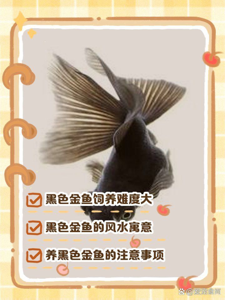 金魚顏色的風水寓意 金魚顏色的風水寓意 龍魚百科 第21張