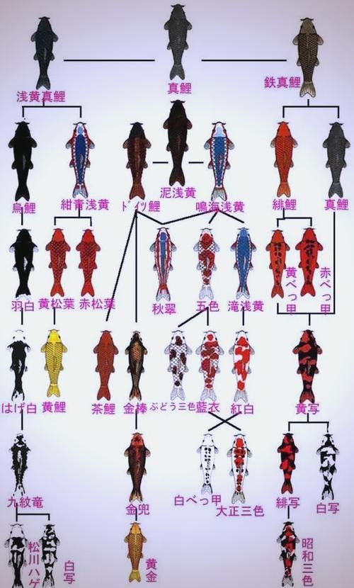 如何挑選高品質的龍魚和錦鯉？