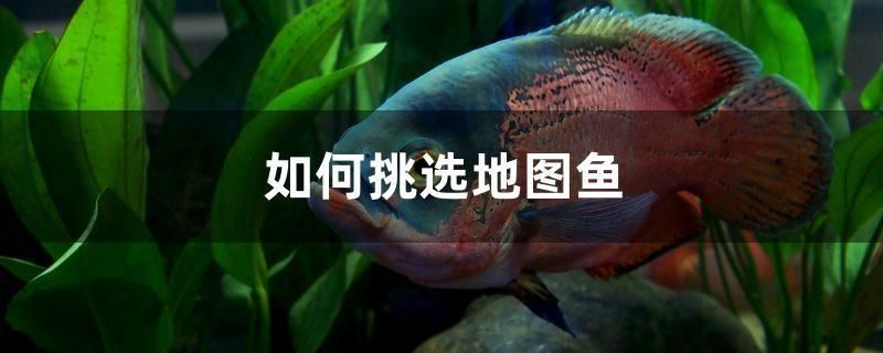 龍魚缸改海水FOT方法：龍魚缸改海水fot方法