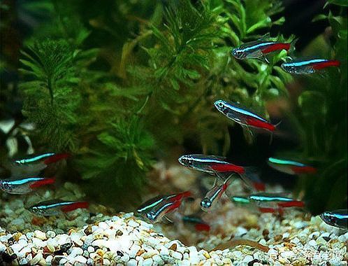 挑選七彩龍魚時需要注意哪些疾病？ 挑選七彩龍魚時需要注意哪些疾病？ 龍魚百科 第3張