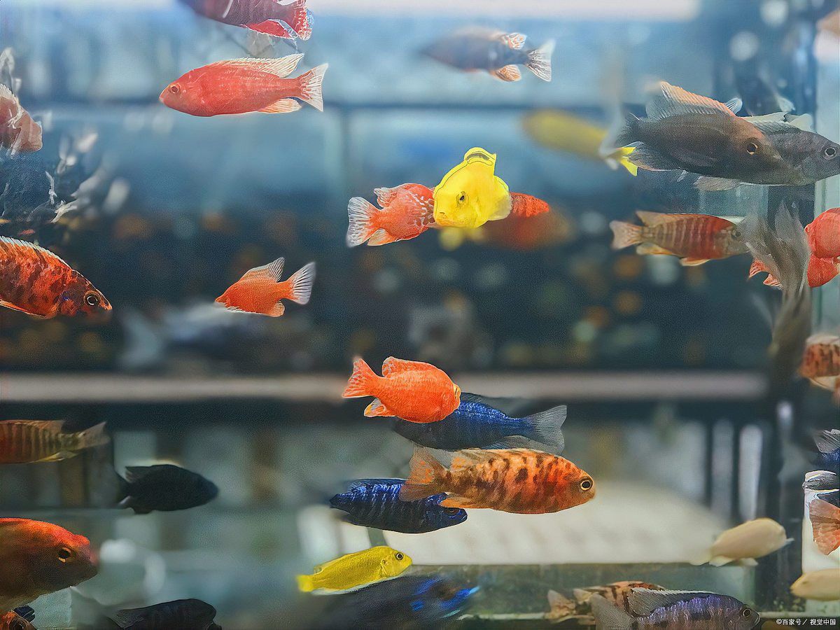 挑選七彩龍魚時需要注意哪些疾病？ 挑選七彩龍魚時需要注意哪些疾病？ 龍魚百科 第5張