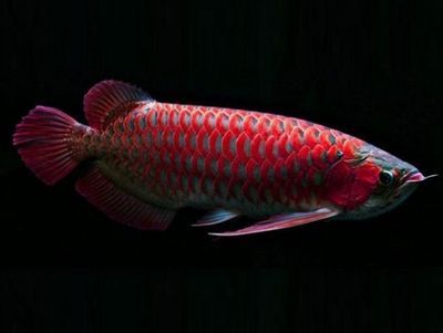 紅龍魚(yú)的營(yíng)養(yǎng)價(jià)值（紅龍魚(yú)的營(yíng)養(yǎng)價(jià)值與作用）