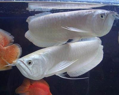 銀龍魚苗光照周期設置指南：關于銀龍魚苗光照周期設置的詳細指南