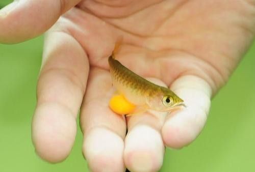龍魚燈光擺放位置圖解大全圖 龍魚燈光擺放位置圖解大全圖 龍魚百科 第17張