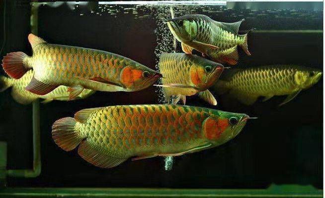 龍魚的疾病預防與治療方法視頻教程：龍魚疾病的預防與治療