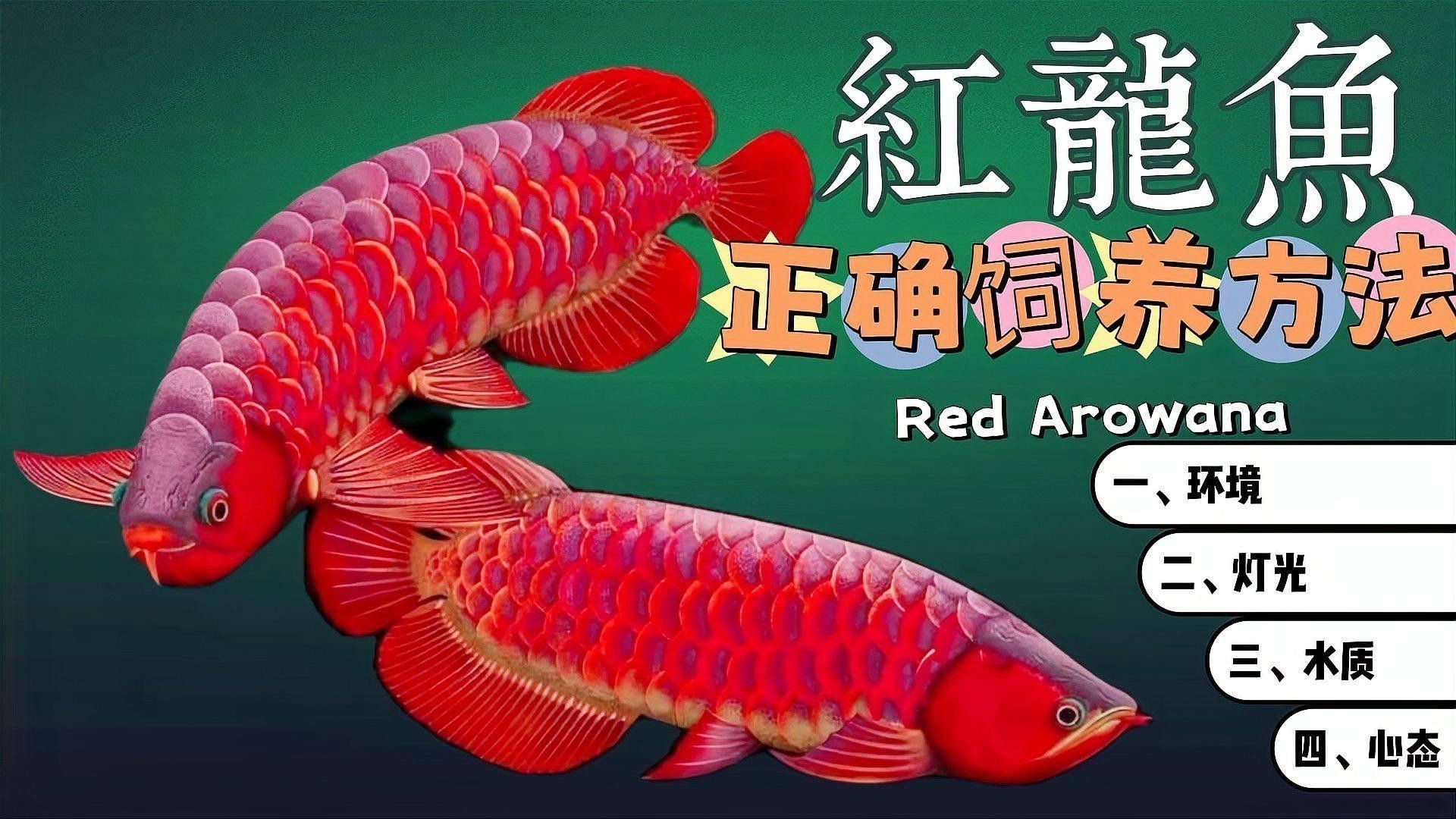 紅龍的環境操控能力具體是什么？