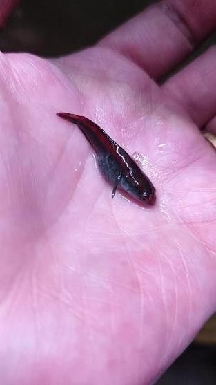 紅帝王雷龍魚價格表和圖片