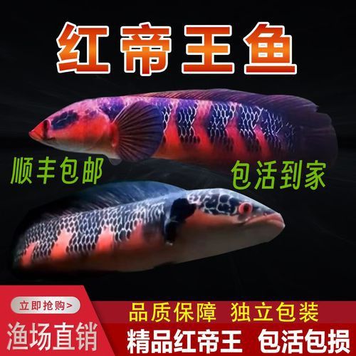 紅帝王雷龍魚價格表和圖片