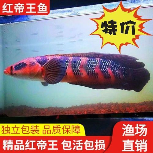 紅帝王雷龍魚價格表和圖片