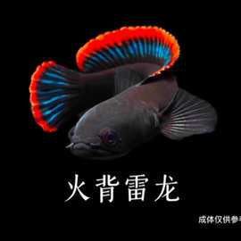 紅帝王雷龍魚價格表和圖片