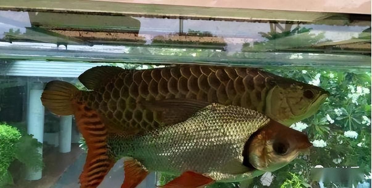 龍魚配對能繁出來不，龍魚繁殖后如何護(hù)理，龍魚繁殖后如何解決
