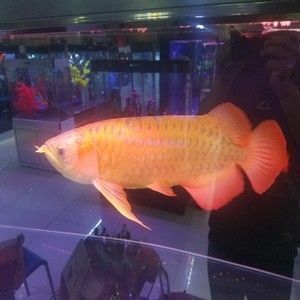 沈陽紅龍魚批發市場在哪個位置（沈陽紅龍魚批發市場）