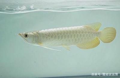 白金龍魚百科 龍魚百科 第2張 白金龍魚百科 白金龍魚百科 龍魚百科 第2張