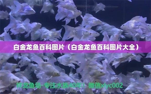白金龍魚百科 龍魚百科 第1張 白金龍魚百科 白金龍魚百科 龍魚百科 第1張