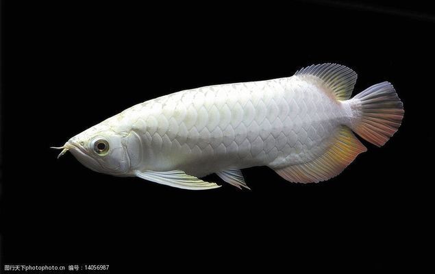 白金龍魚百科 龍魚百科 第4張 白金龍魚百科 白金龍魚百科 龍魚百科 第4張