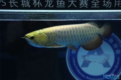 2024長城龍魚錦標賽：2024“長城杯”世界龍魚錦標賽冠軍賣價108萬