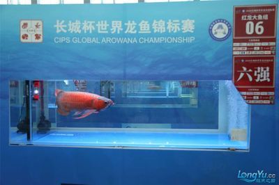 2024長城龍魚錦標賽：2024“長城杯”世界龍魚錦標賽冠軍賣價108萬