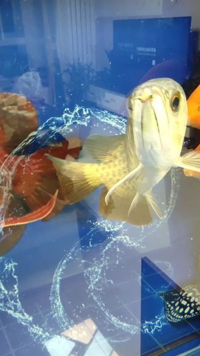 龍魚掉鱗潰爛怎么回事：-龍魚掉鱗潰爛是一種常見的喂食方式