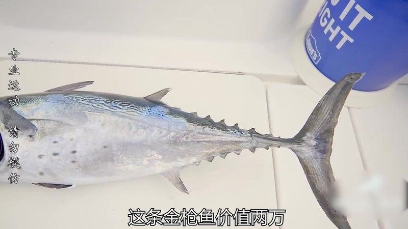 龍躉的價格是多少？