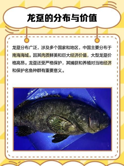 龍躉的價格是多少？
