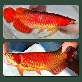 藍底紅龍魚，如何辨別藍底紅龍魚品質 藍底紅龍魚，如何辨別藍底紅龍魚品質 龍魚百科 第4張